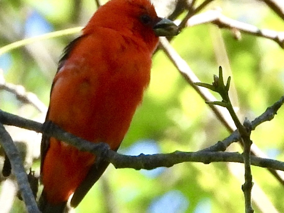 Scarlet Tanager - ML620505485