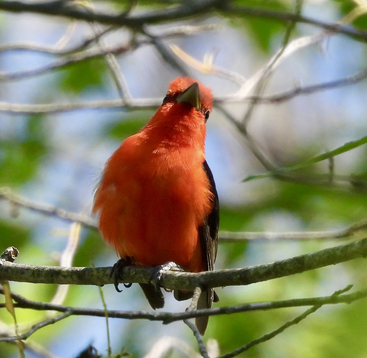 Scarlet Tanager - ML620505487