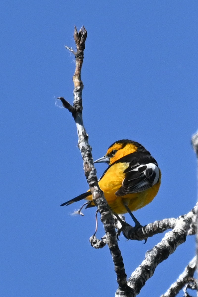 Bullock's Oriole - ML620505489