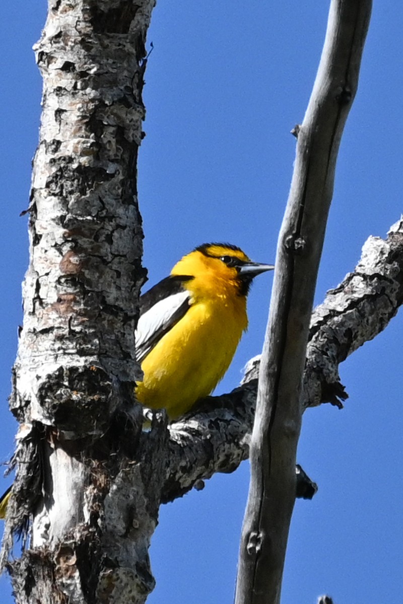 Bullock's Oriole - ML620505490