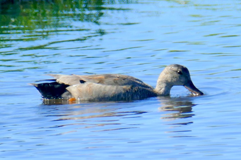 Gadwall - ML620505492