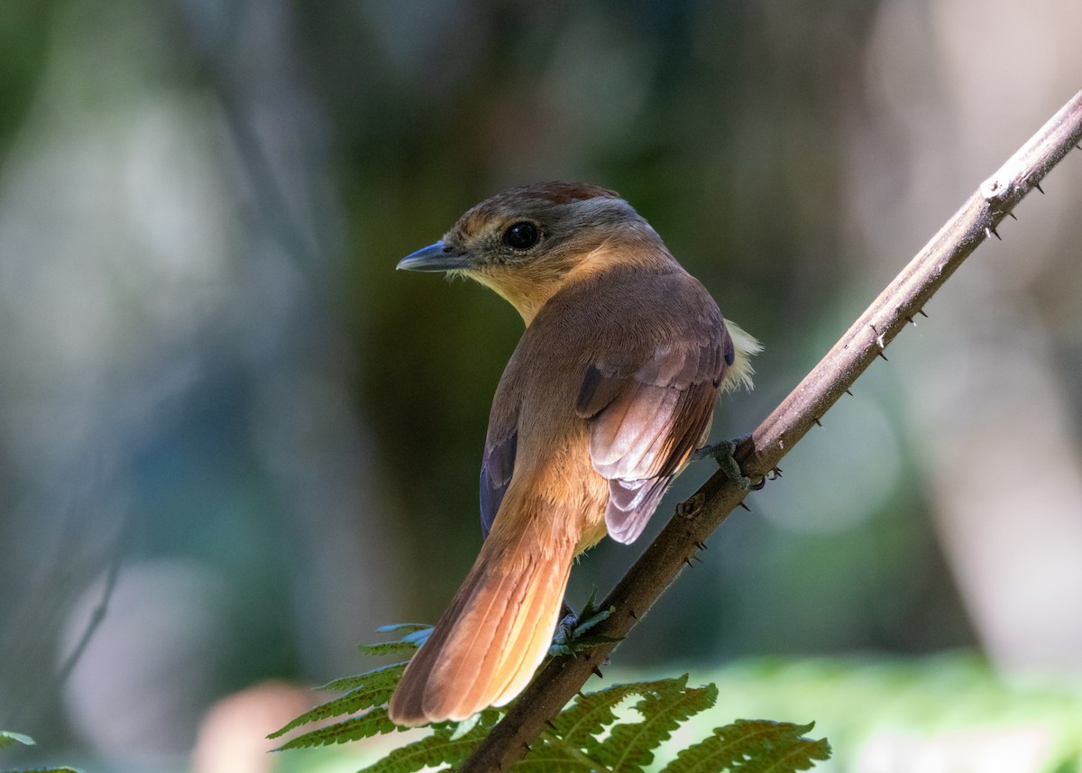 Chestnut-crowned Becard - Silvia Faustino Linhares