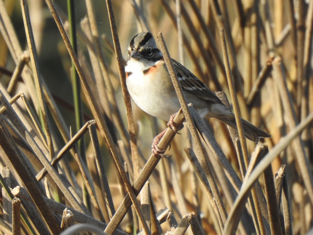 Rufous-collared Sparrow - ML620505501