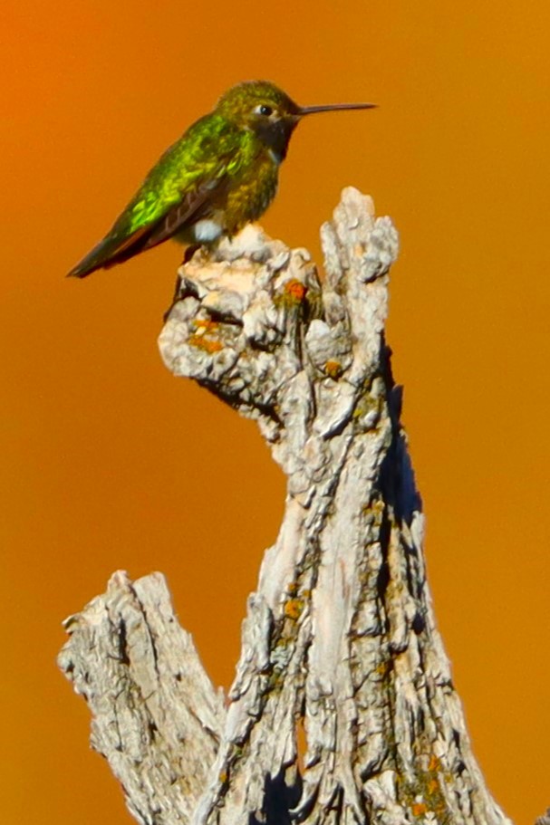 Broad-tailed Hummingbird - ML620505504