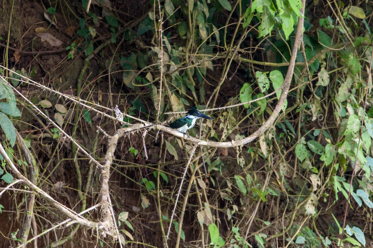 Martin-pêcheur d'Amazonie - ML620505511