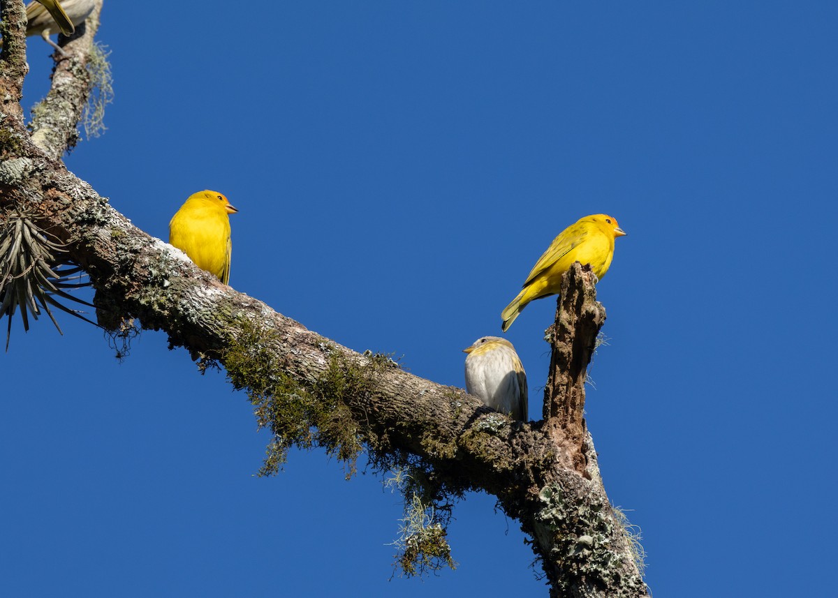 Saffron Finch - ML620505515