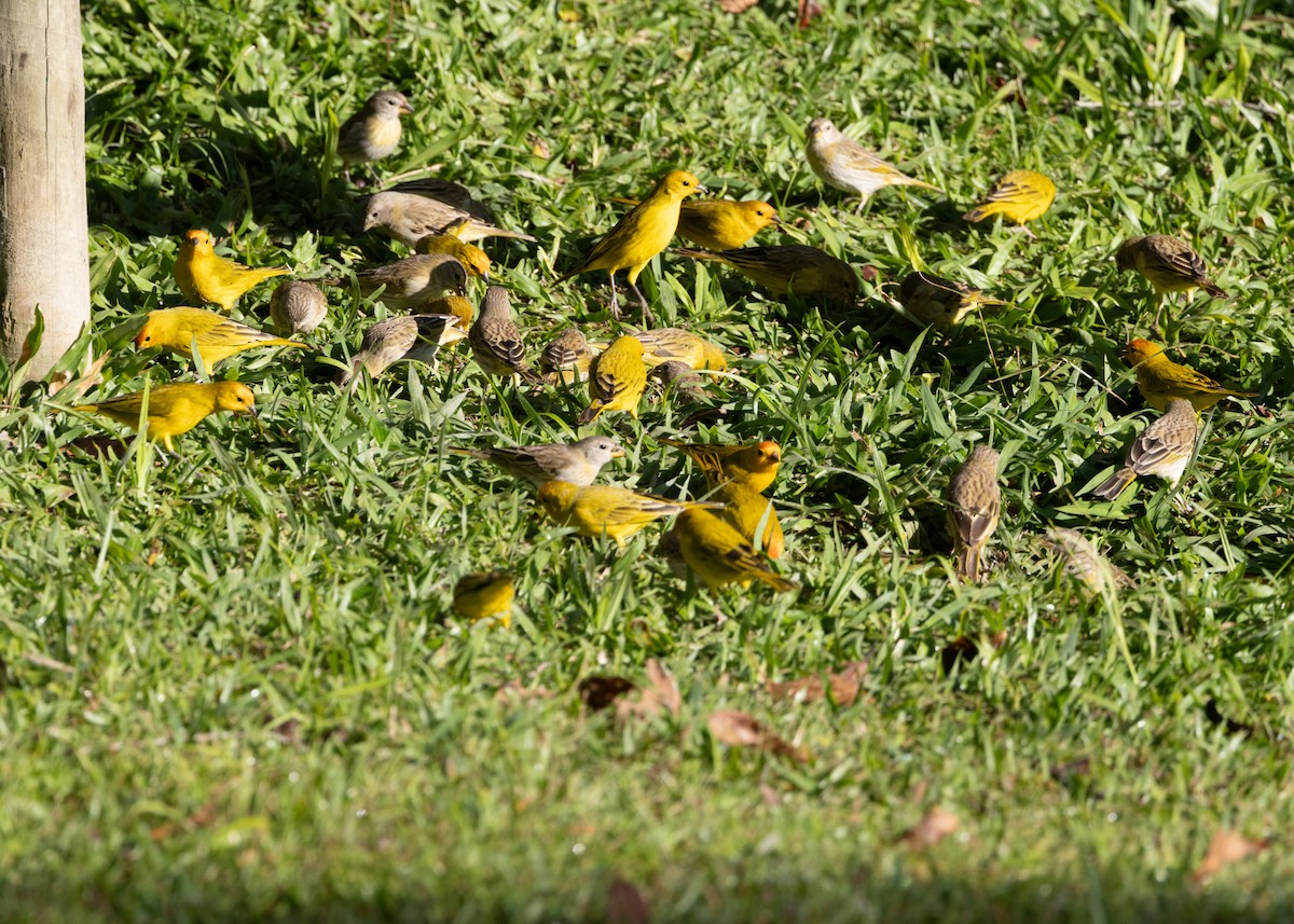 Saffron Finch - ML620505517