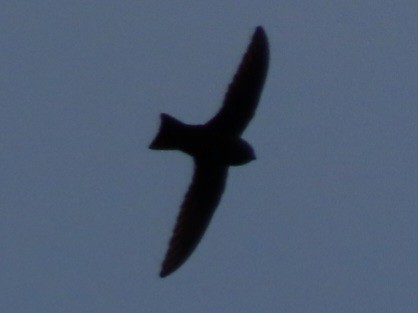 Black Swift - ML620505520