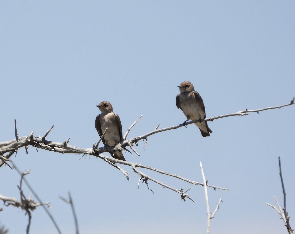 Northern Rough-winged Swallow - Paul Hackett