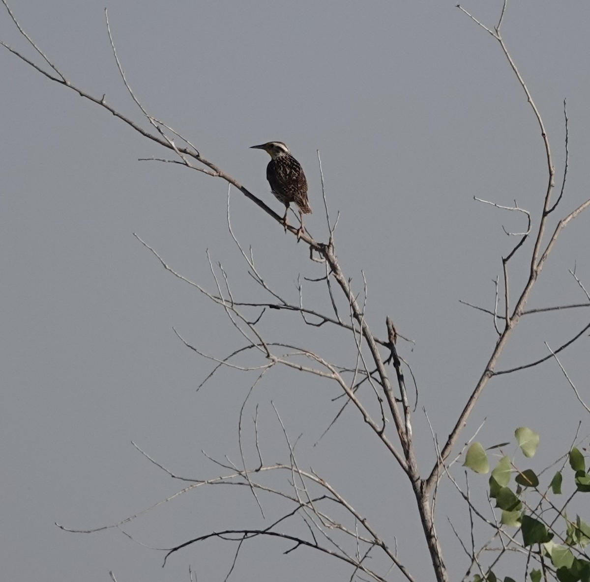 Western Meadowlark - ML620505526