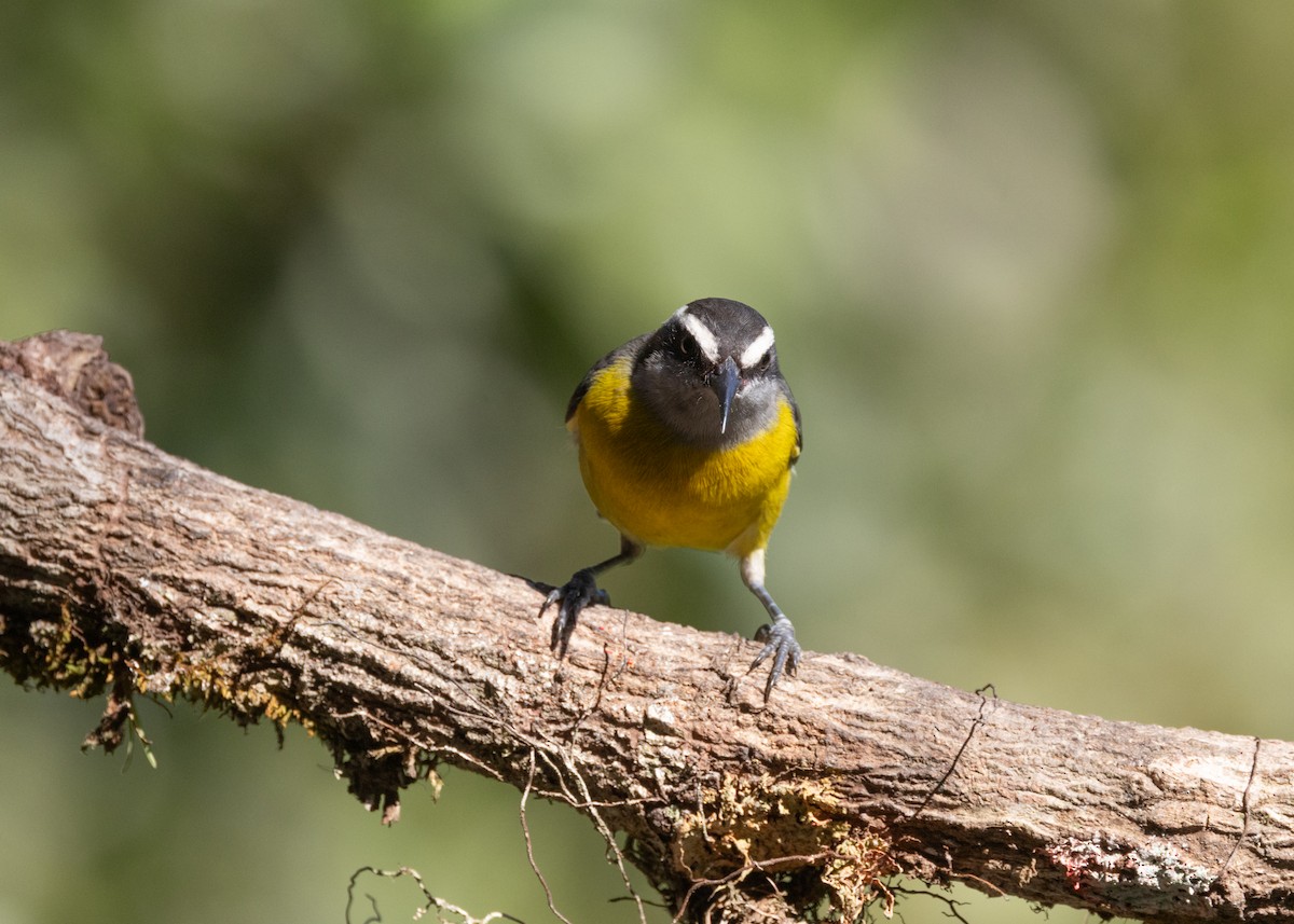 Bananaquit - Silvia Faustino Linhares