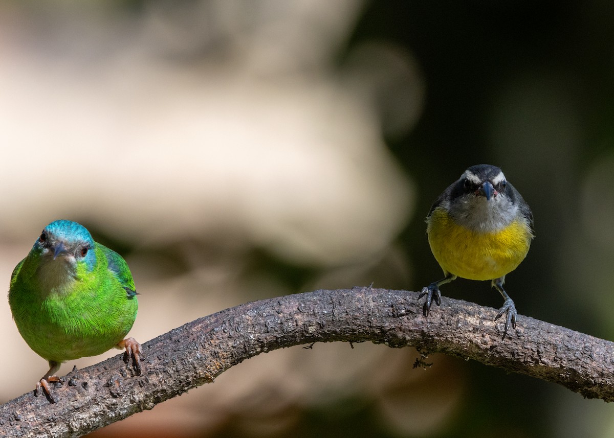 Bananaquit - ML620505543