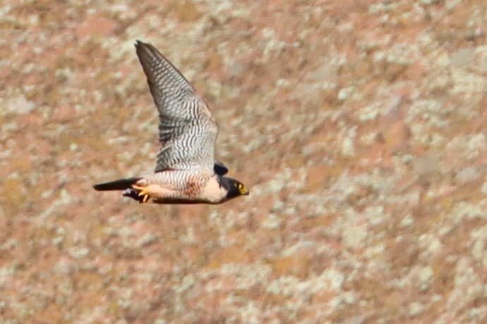 Peregrine Falcon - ML620505550