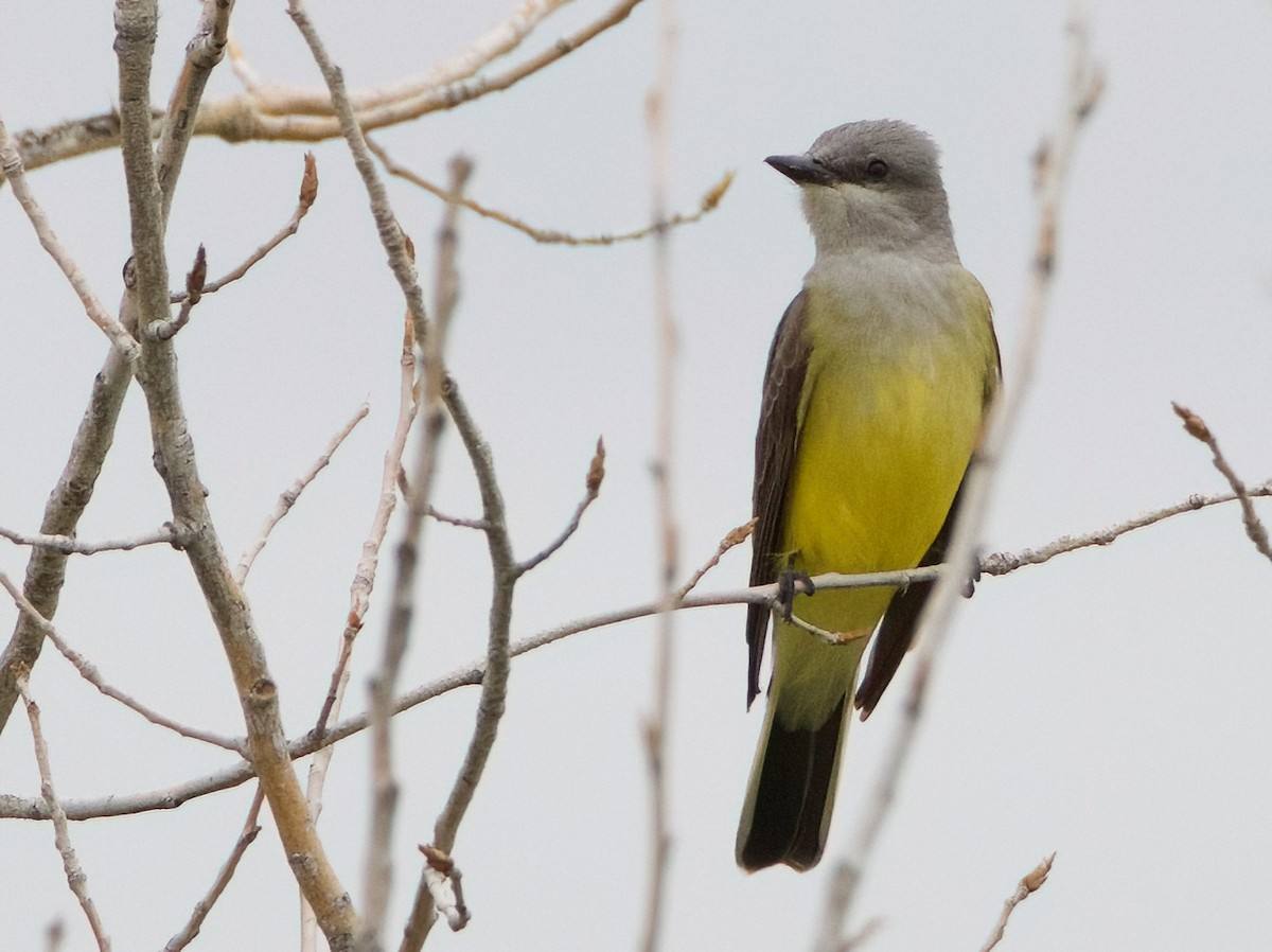 Western Kingbird - ML620505551