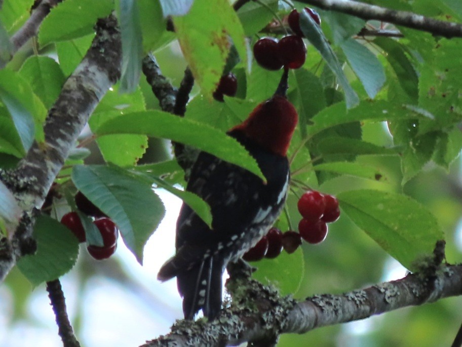 Red-breasted Sapsucker - ML620505552