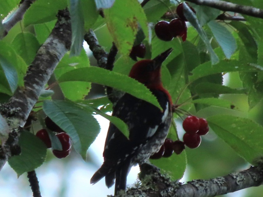 Red-breasted Sapsucker - ML620505553