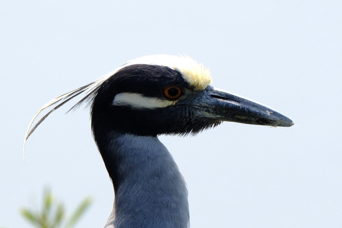 Yellow-crowned Night Heron - ML620505554