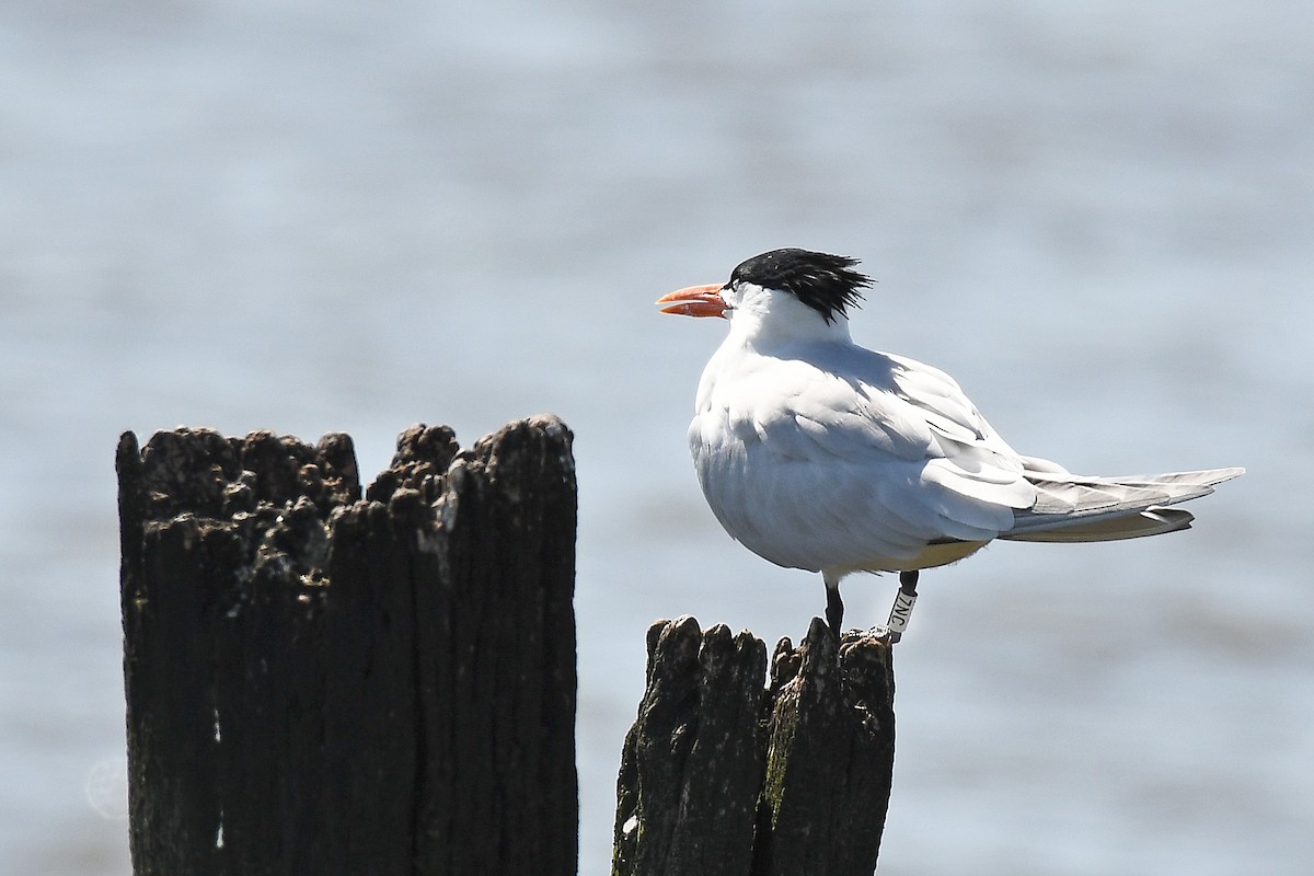 Royal Tern - ML620505559