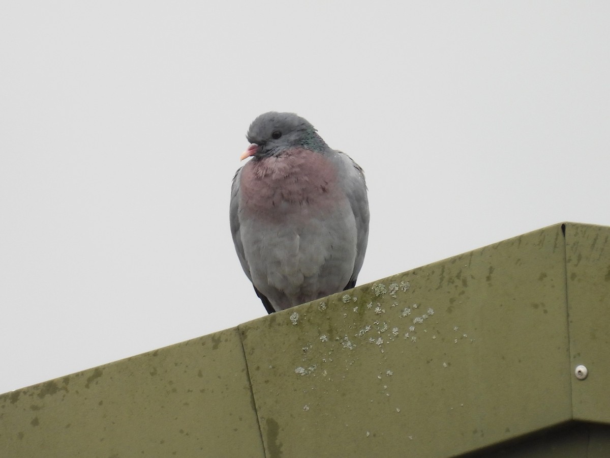 Stock Dove - ML620505574