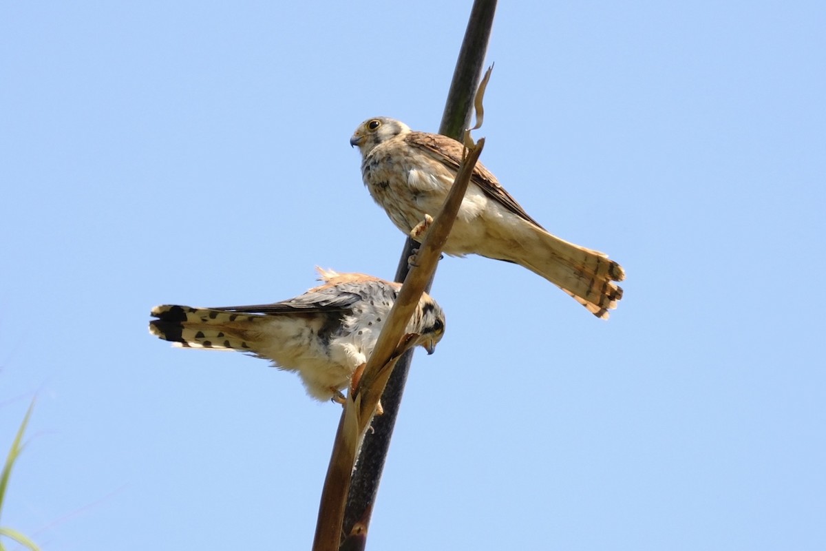 American Kestrel - ML620505578