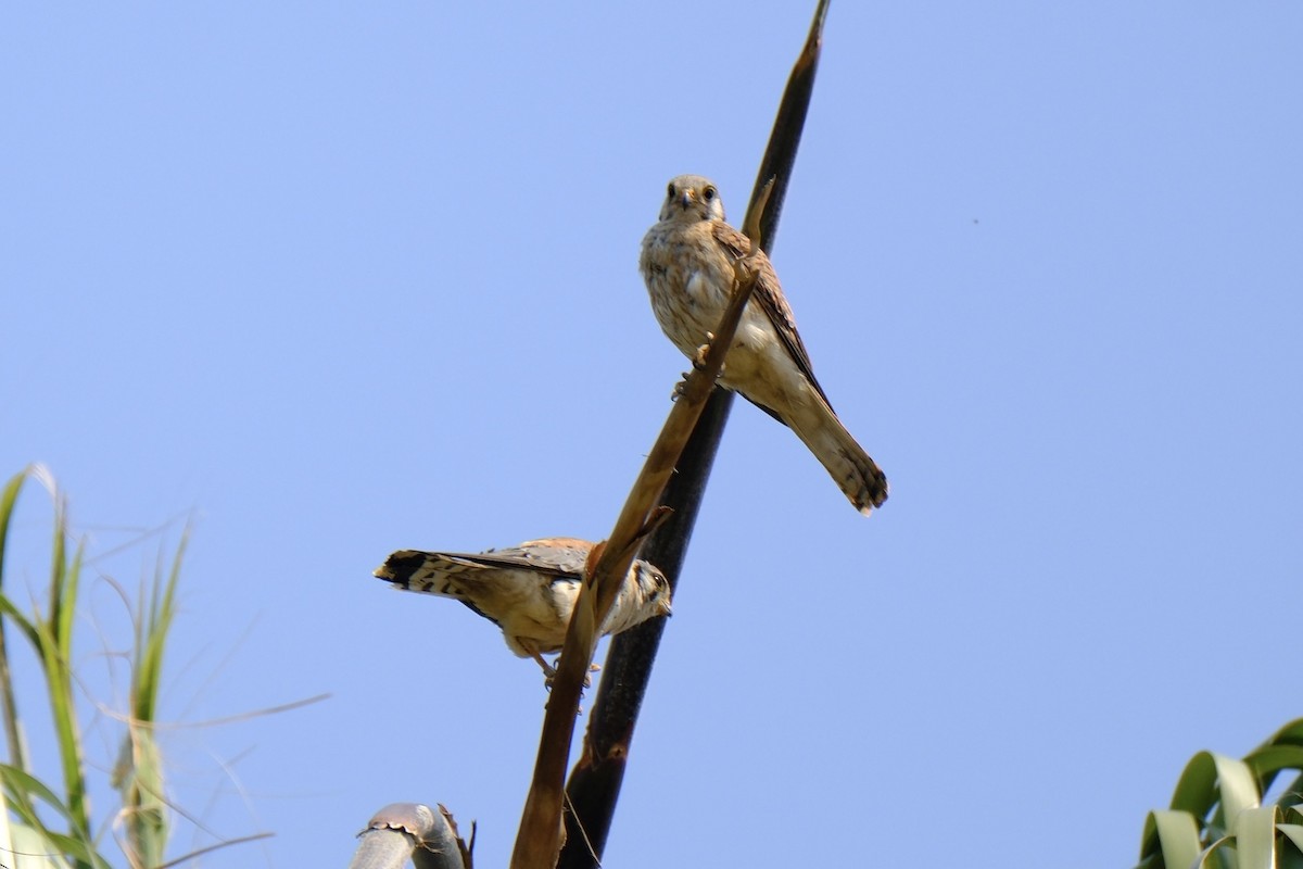 American Kestrel - ML620505579