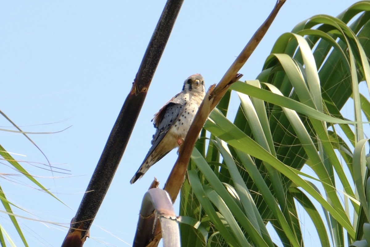 American Kestrel - ML620505581