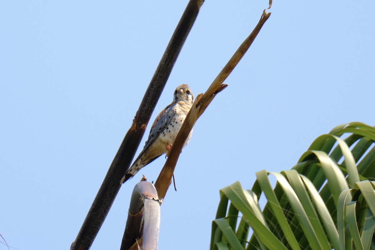 American Kestrel - ML620505582