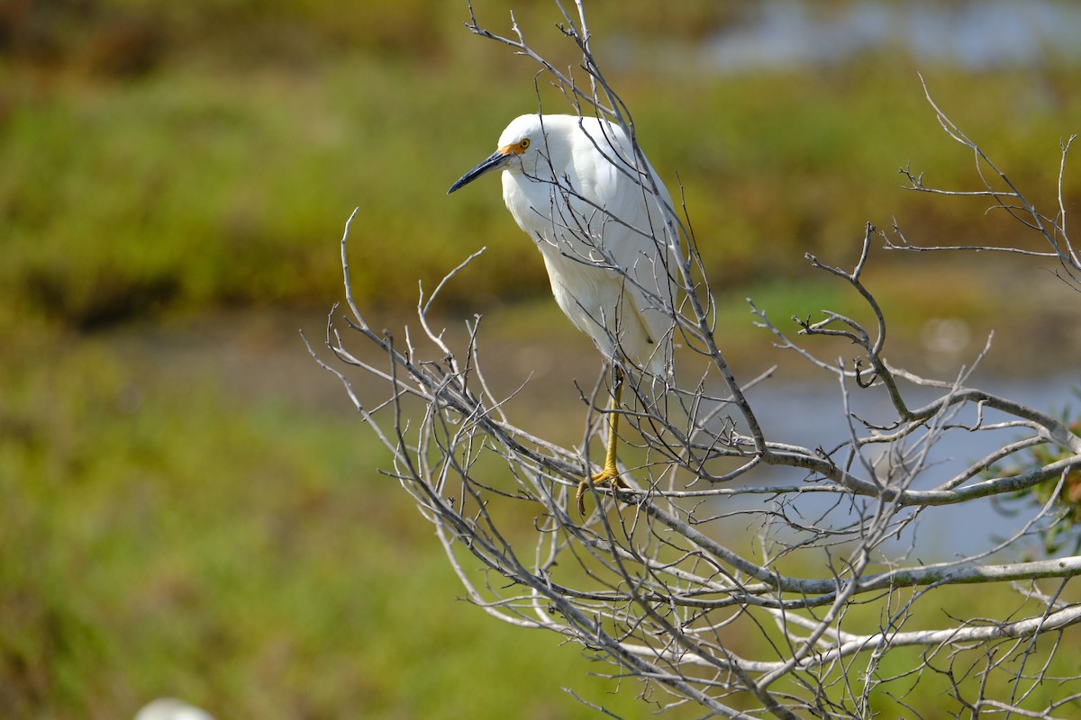 Snowy Egret - ML620505595