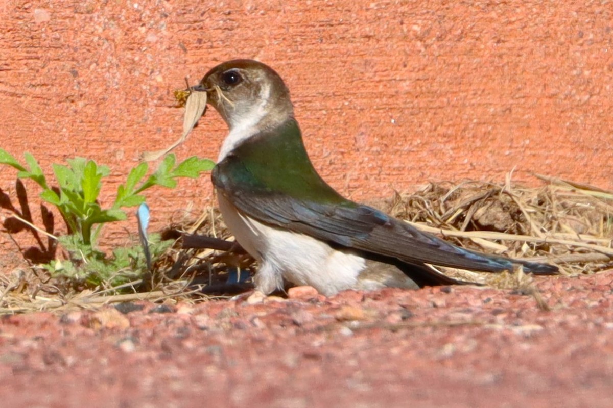 Hirondelle à face blanche - ML620505598