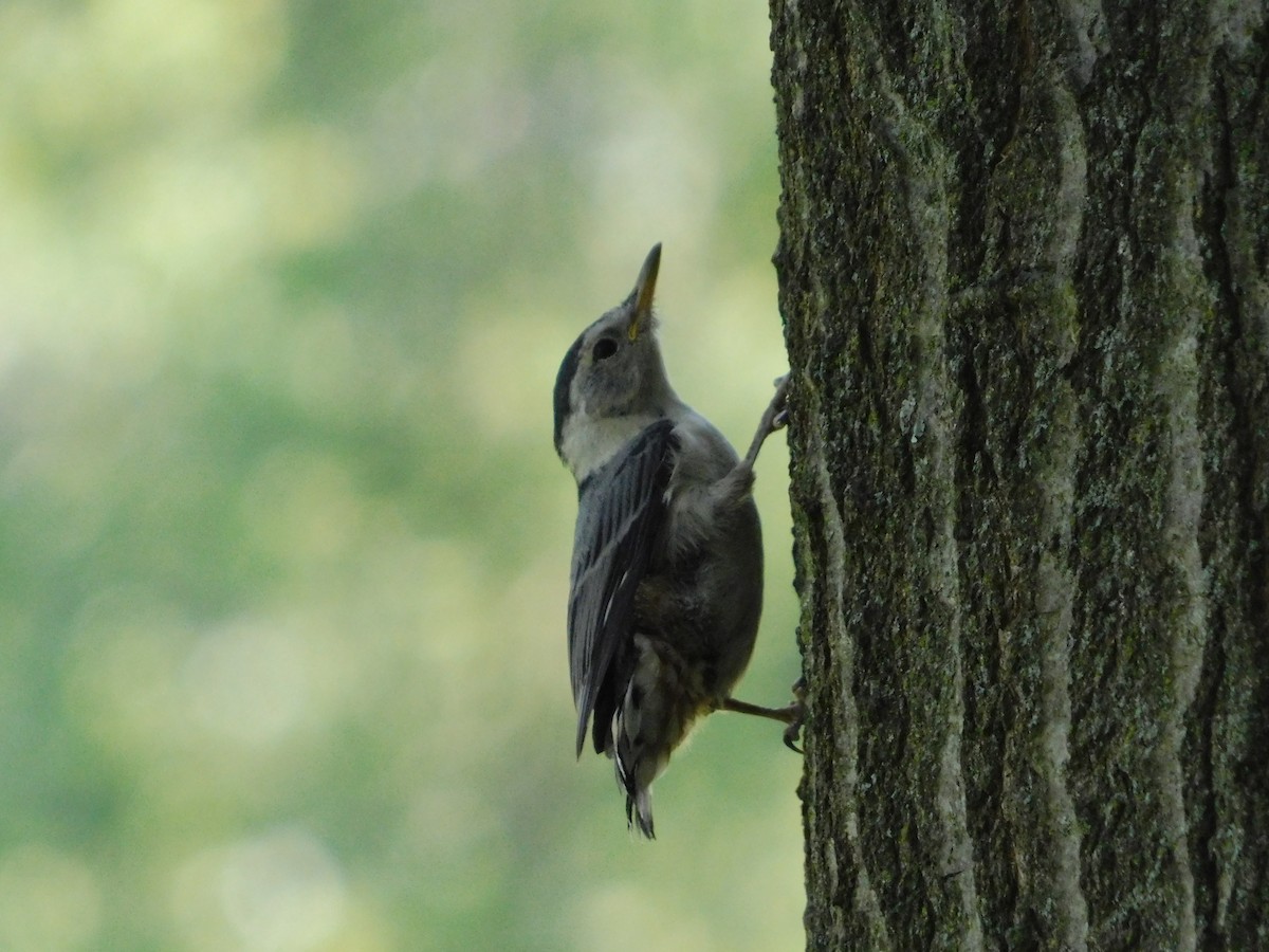 White-breasted Nuthatch - ML620505602