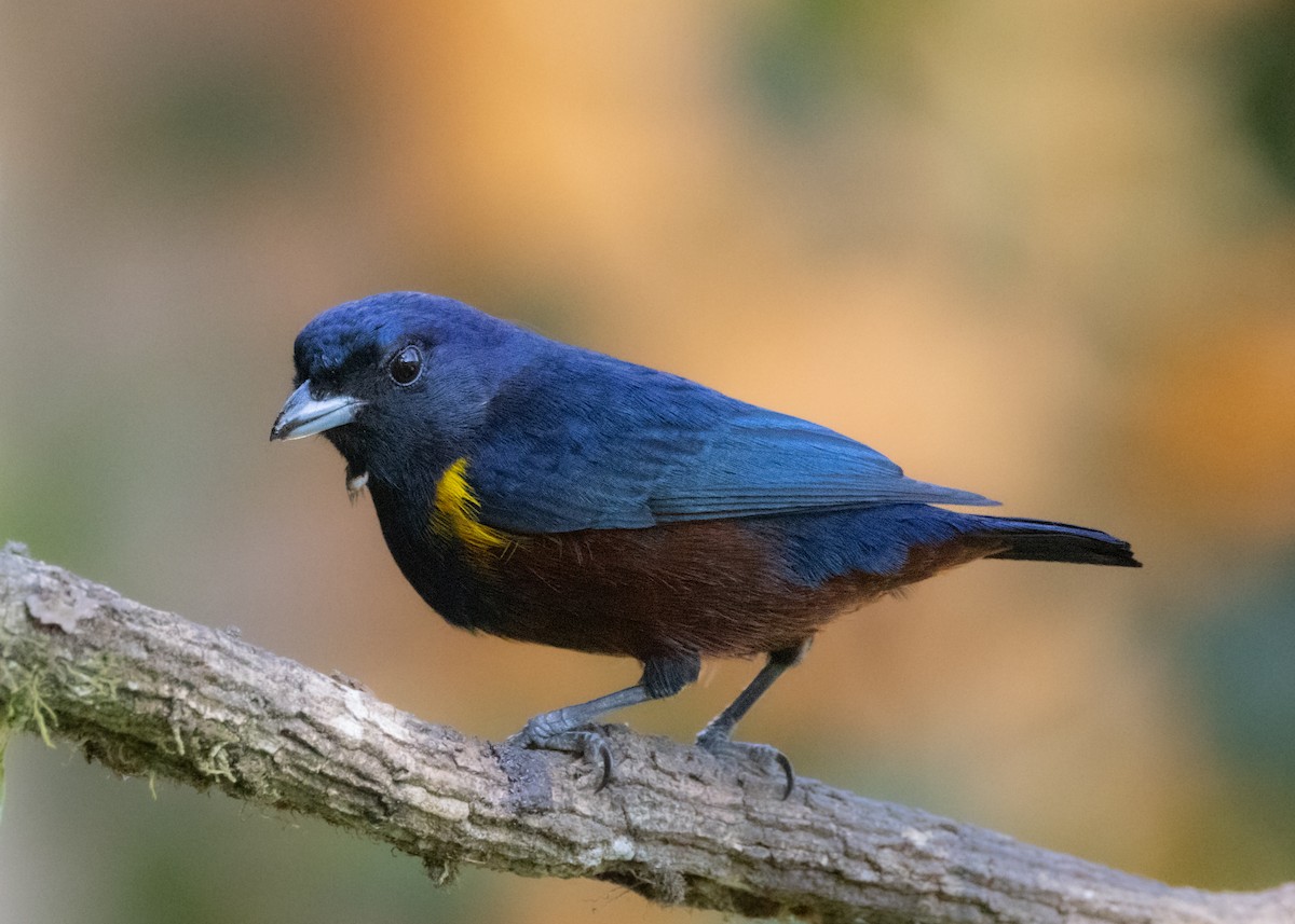 Chestnut-bellied Euphonia - ML620505605