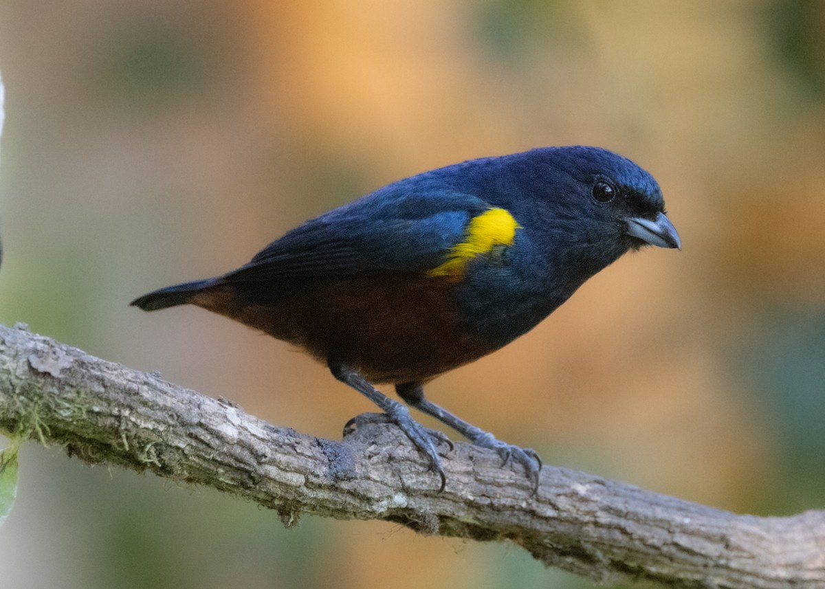 Chestnut-bellied Euphonia - ML620505606