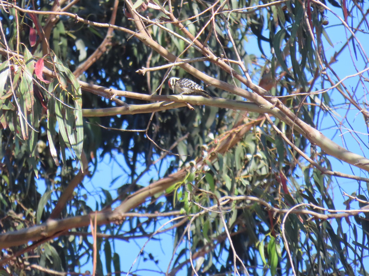 Nuttall's Woodpecker - ML620505608