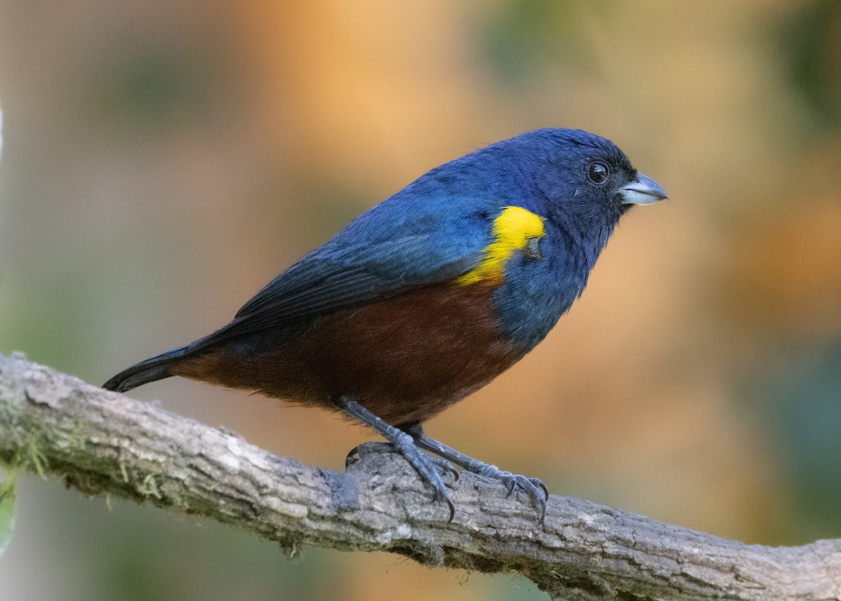 Chestnut-bellied Euphonia - ML620505611