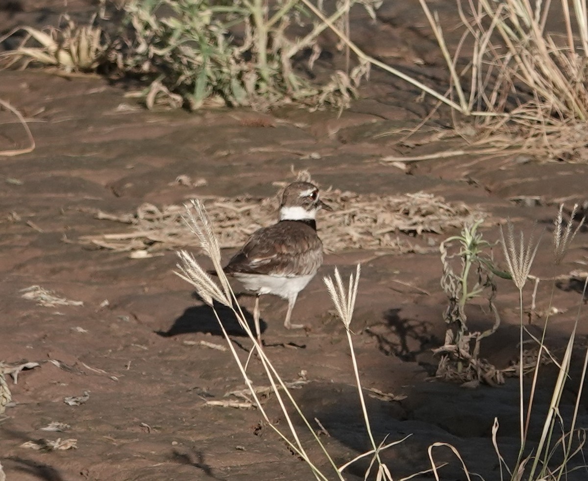 Killdeer - ML620505614