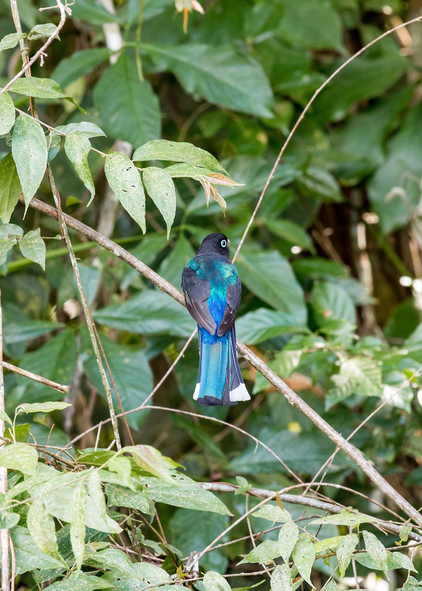 Trogon à tête noire - ML620505617