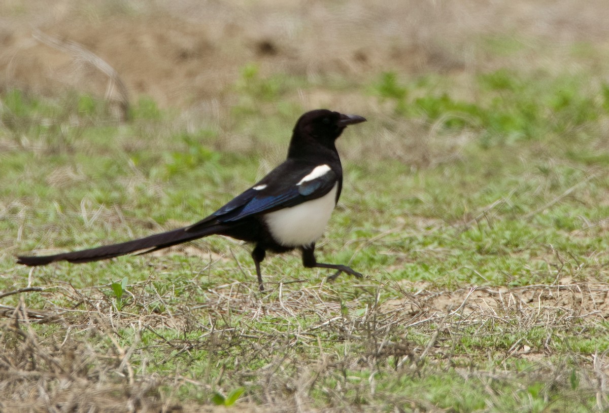 Black-billed Magpie - ML620505620