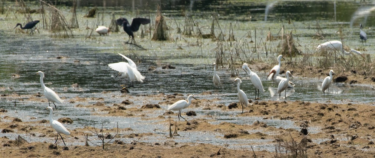 Snowy Egret - ML620505622