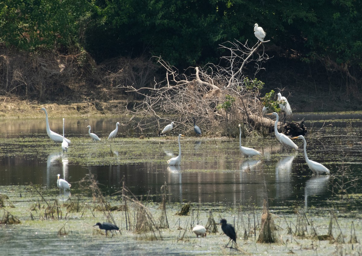 Snowy Egret - ML620505628