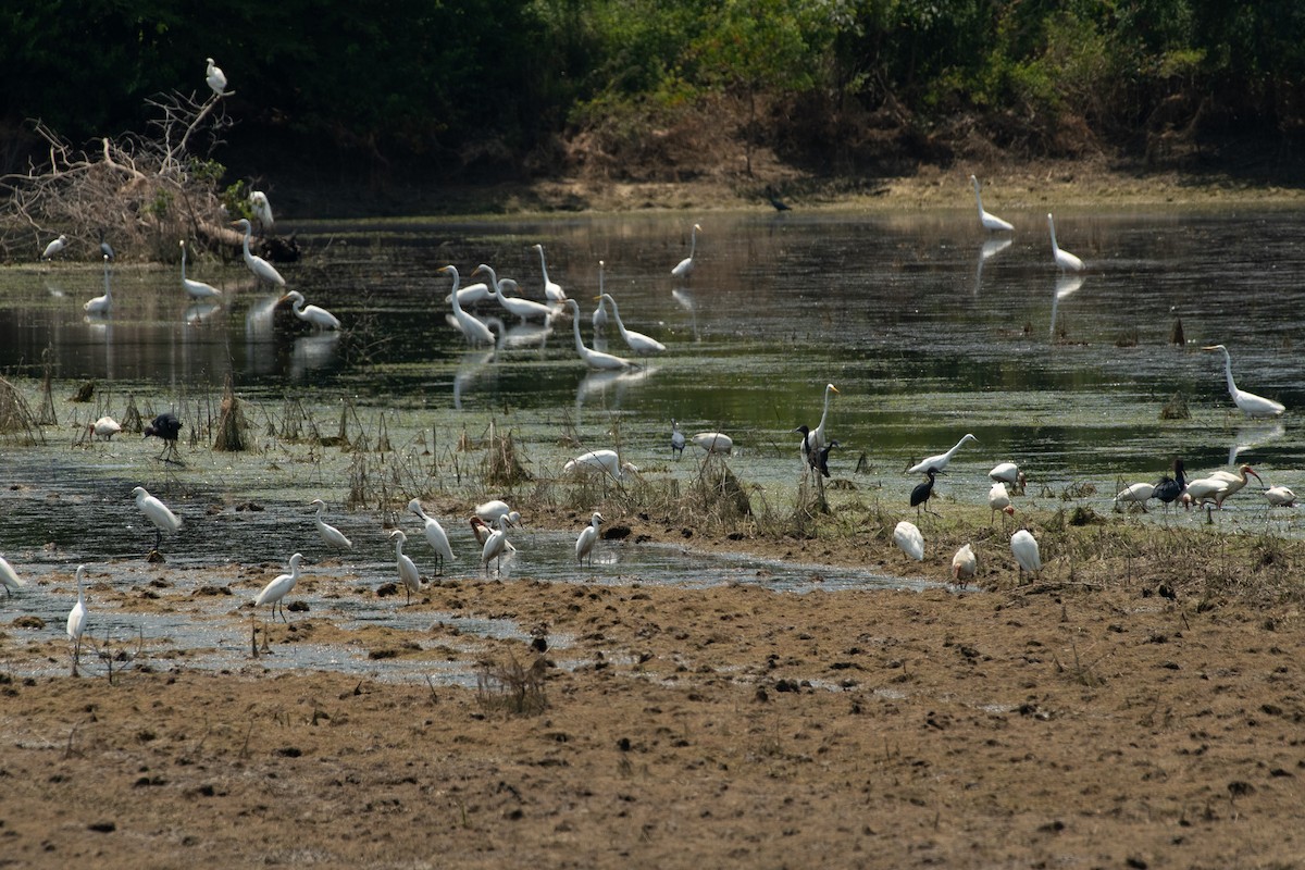 Snowy Egret - ML620505629