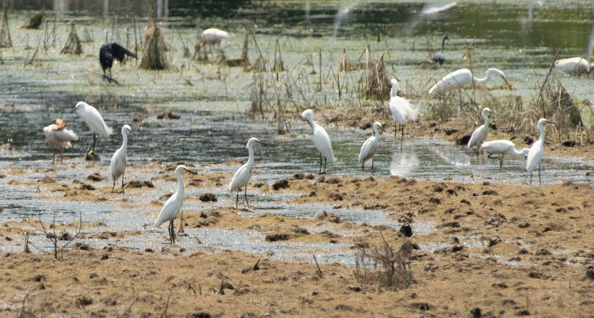 Snowy Egret - ML620505631