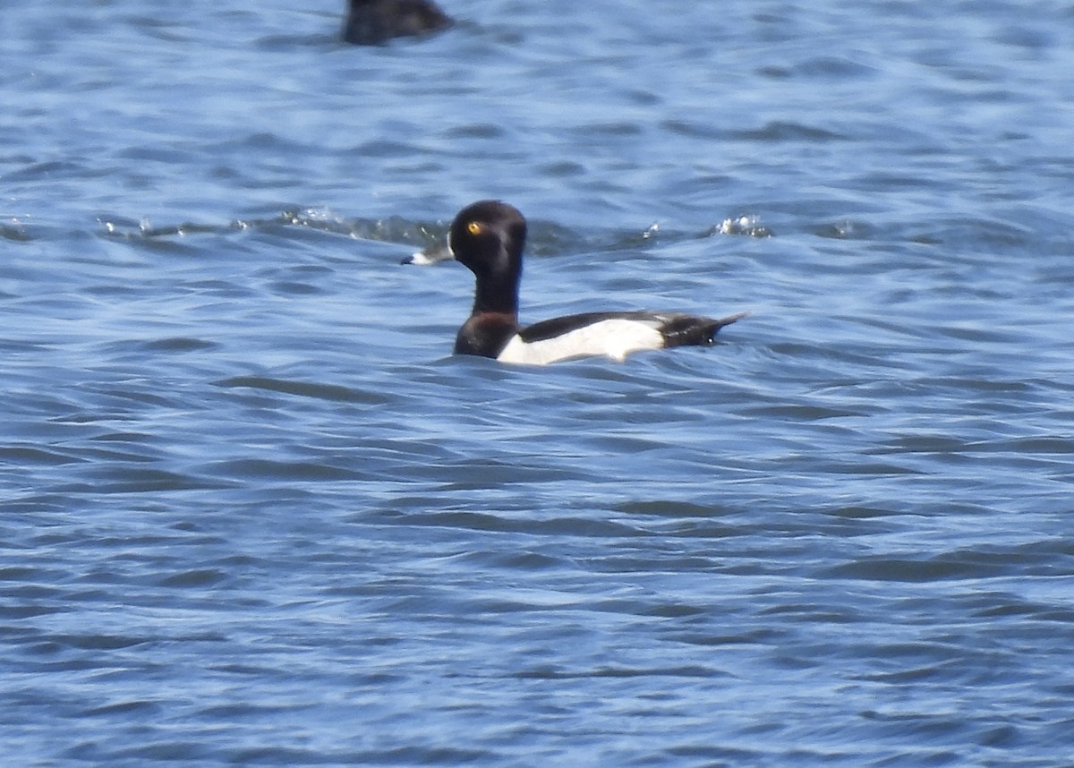 Ring-necked Duck - ML620505635