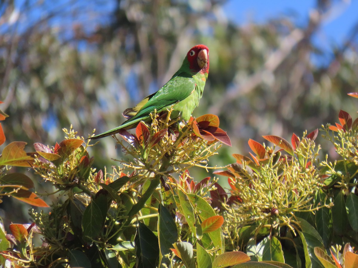 Conure à tête rouge - ML620505636