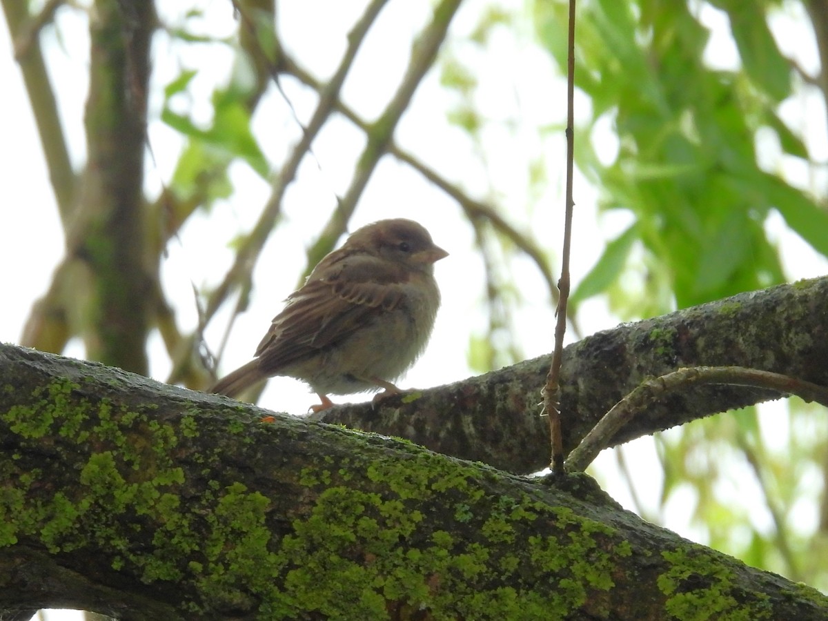 Moineau domestique - ML620505639