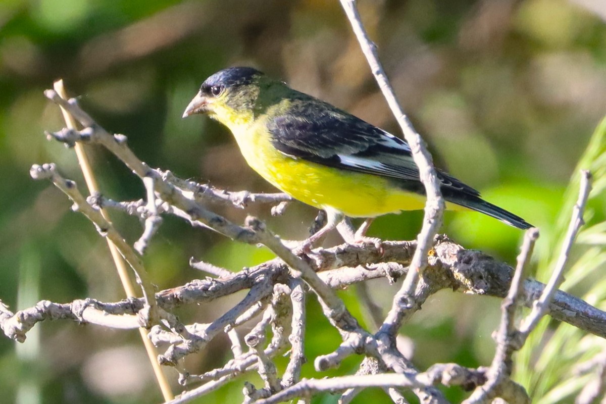 Lesser Goldfinch - ML620505641