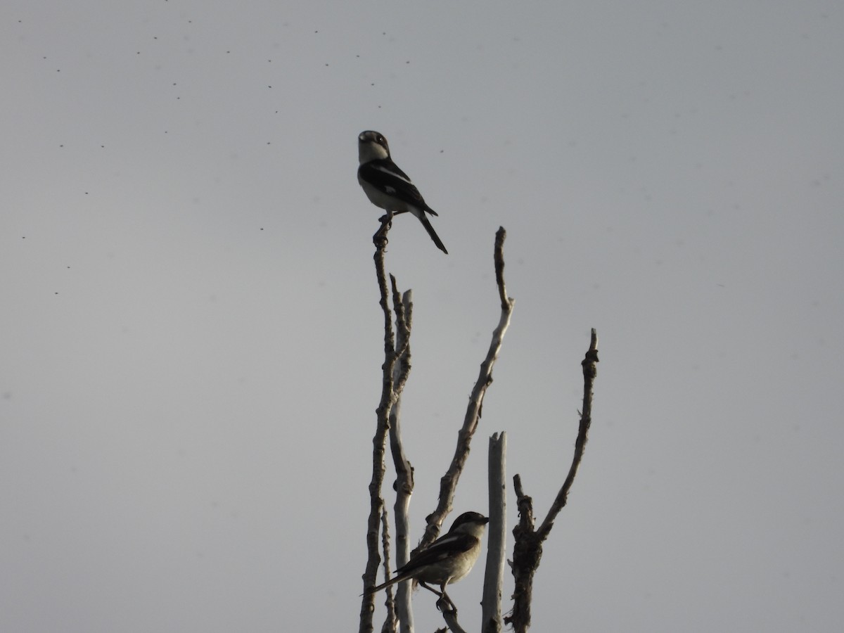 Woodchat Shrike - ML620505643