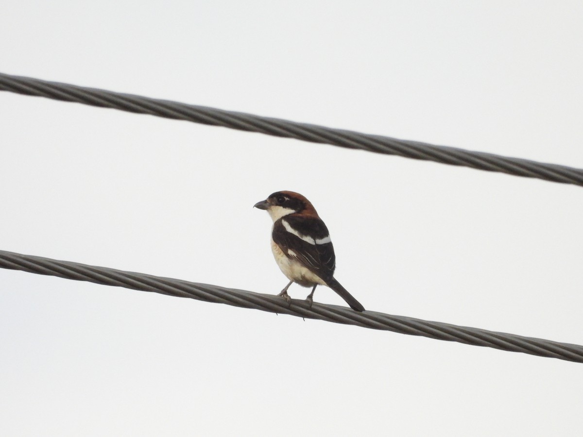 Woodchat Shrike - ML620505644