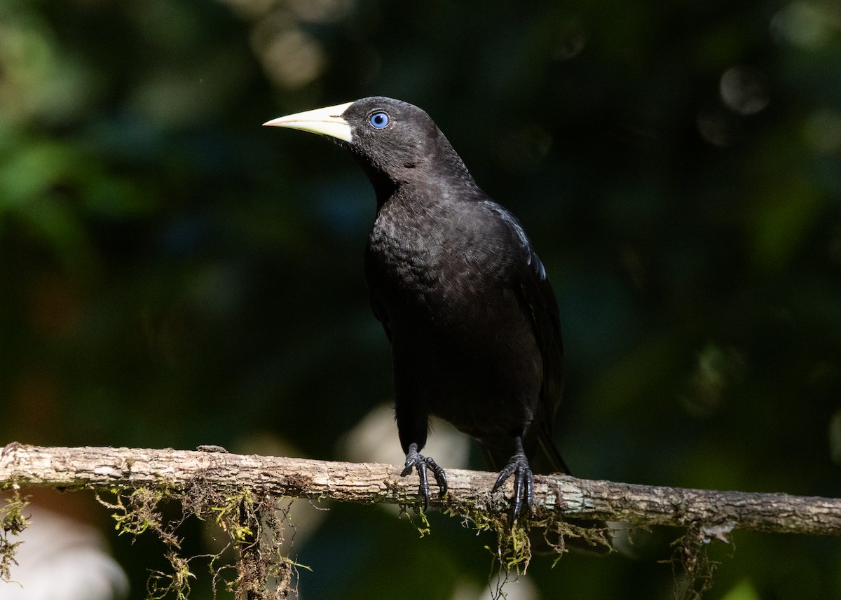 Red-rumped Cacique - ML620505650