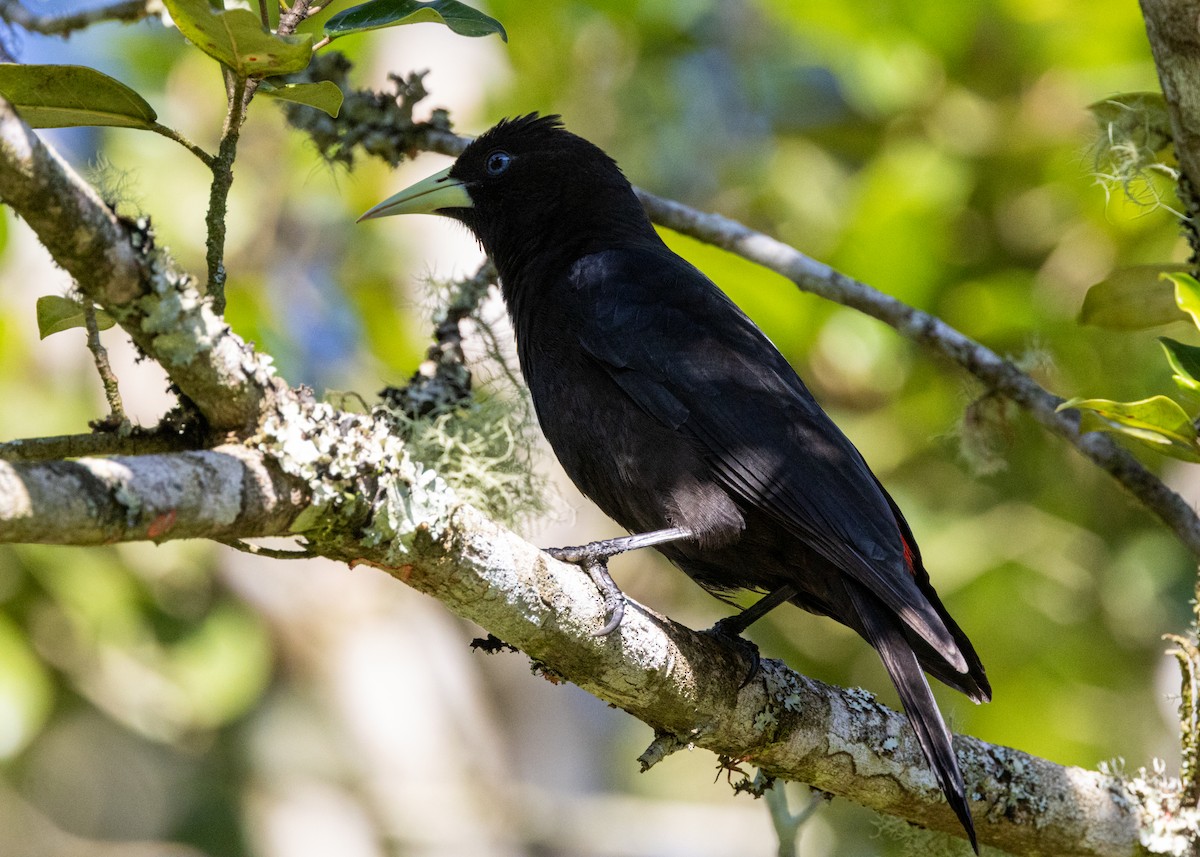 Red-rumped Cacique - ML620505653