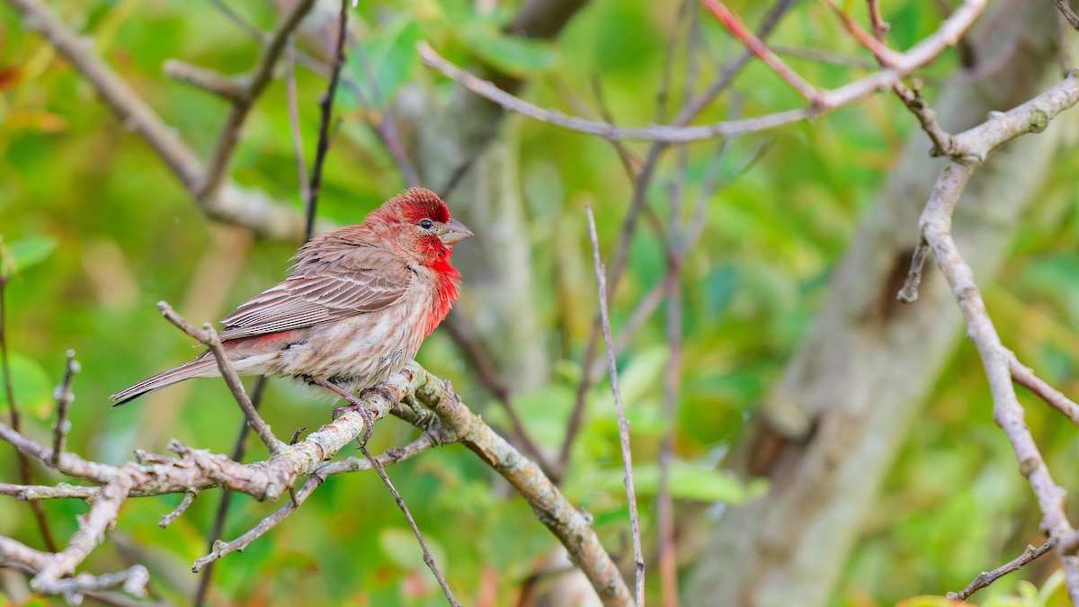 House Finch - ML620505657